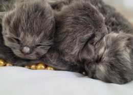 Três filhotes de gatos cinzas, recem-nascidos, deitados um sobre o outro.